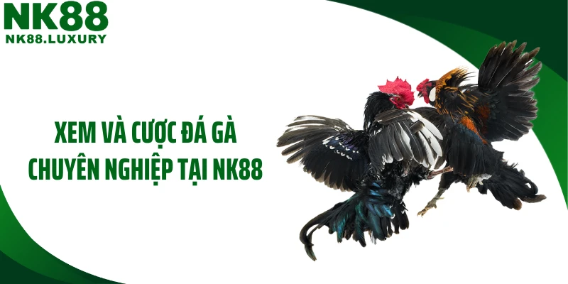 Xem và cược đá gà chuyên nghiệp tại NK88